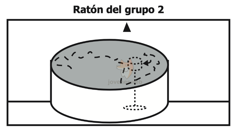 P42